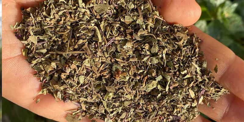 تصویر 4 از آویشن کوهی عطری مناسب دمنوش های گیاهی روزانه